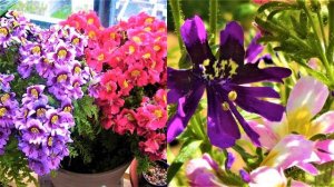 Цветет все лето до морозов! Сказочно красивый неприхотливый цветок-бабочка или садовая орхидея