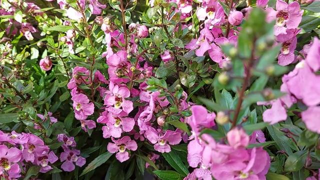 BEAUTIFUL ANGELONIA ANGUSTIFOLIA PINK FLOWERS смотреть онлайн
