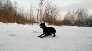 Дрессировка добермана/ Doberman training