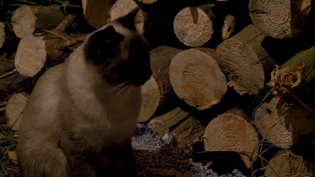 Вылазка #3 | 24 ЧАСА У ОЗЕРА В ПАЛАТКЕ С КОТОМ, РЫБАЛКА, УХА | BUSHCRAFT TRIP смотреть онлайн