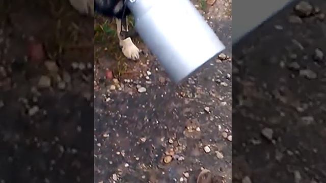 собака пришелец смотреть онлайн