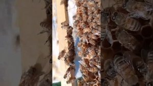 в отводке 2 закрытых маточника и 4 открытых свищевых маточников 🙏