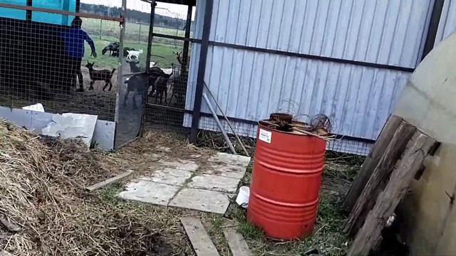 Посадка картофеля в грядки под солому//Лёгкий способ выращивания картофеля смотреть онлайн