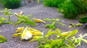 аквариумные креветки   желтый неон