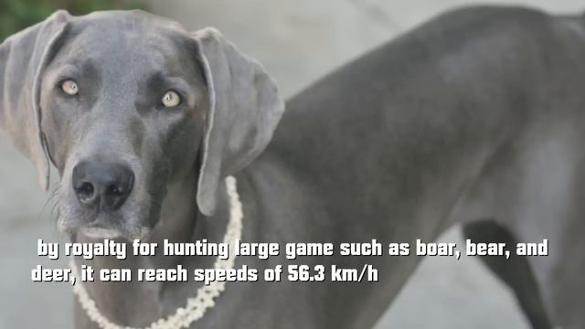 Top 10 Fastest Dog Breeds смотреть онлайн