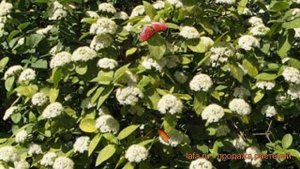 Калина гордовина (viburnum lantana) ? гордовина калина обзор: как сажать, саженцы калины
