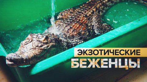 Спасти из-под обстрелов: в Крым эвакуировали зоопарк из Новой Каховки