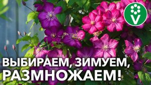КЛЕМАТИСЫ ЛЕГКО ПЕРЕЗИМУЮТ, если подготовите их ТАК! А заодно и РАЗМНОЖИТЕ!