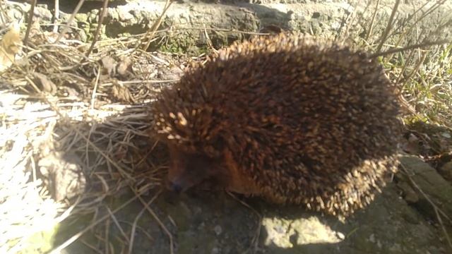 Першим прокинувся татко родини смотреть онлайн