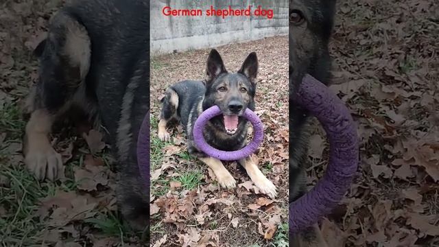 German shepherd dog. Немецкая овчарка зонарного окраса. #germanshepherd #немецкаяовчарка #dog