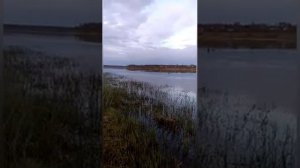 необычные случаи на охоте лоси и косули переплывают водоемы