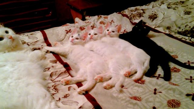 Турецкие ваны - котята смотреть онлайн