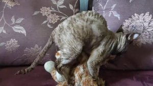Вот что бывает если не кастрировать и не выгуливать кота Сфинкса