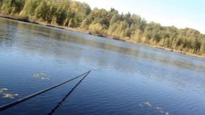 Карась на Щепкином болоте