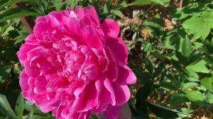 Paeonia Myrtle Tischler (Franklin / Tischler,1963)-канал ЮТУБ :  ПІВОНІЇ - ВСЕ ПРО НИХ