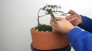 Buxus Bonsai Tree. Pruning and shaping/ Бонсаі із Самшиту