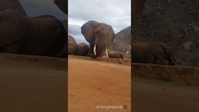 beautiful big Elephant bull of Tsavo east national park,  kenya