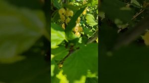 Белая смородина. 19 июля 2023 года