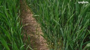 Технология возделывания озимой пшеницы в КФХ Терра Носта. Нормы сева озимой пшеницы, защита Сингент