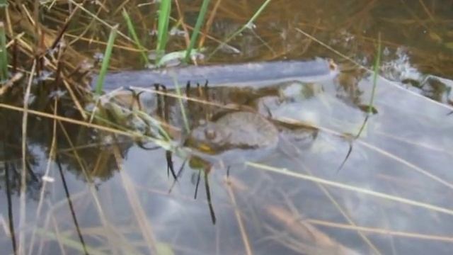 Gelbbauchunke - Yellow-bellied toad смотреть онлайн
