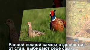 Фазан в природе