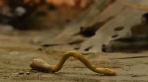 Тем, кто ещё не видел: Гарри Бардин, "Гадкий Утёнок"