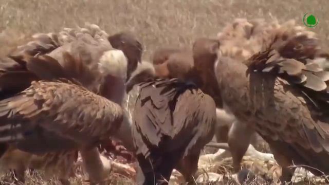 Грифы в деле.Что и как. смотреть онлайн