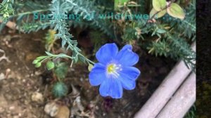 2021 Native Plant Garden: The Year in Review-SoCalNPG-Ep.45