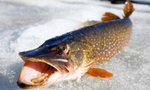 ЗИМНЯЯ РЫБАЛКА ХАРИУС И ЩУКА АТАКУЕТ СОМАЛСЯ МОТОБУКСИРОВЩИК В ТАЙГЕ ТРУДНОСТИ НЕ ПОЧЕМ