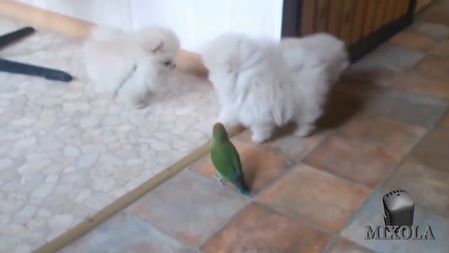 Смотреть самые смешные поющие попугаи! видео 2017 #3 видео приколы смотреть онлайн