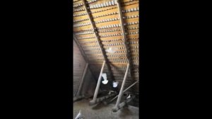 ГОЛУБИ МОЛОДЫЕ НА ПРОДАЖУ. ТАКЛА БЕЛАЯ.