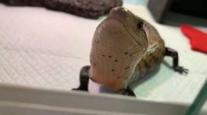 Сцинк обжора! Продажа синеязыковые, огненный сцинк.