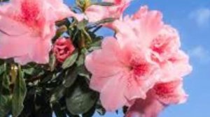 Где посадить рододендрон .Чем поливать рододендрон.