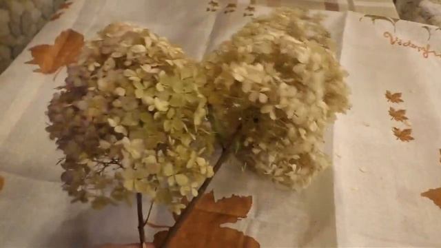 Как засушить соцветия гортензии и сохранить цвет? Очень просто! смотреть онлайн