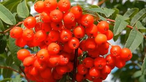 Рябина Чёрная Алёна Петровская