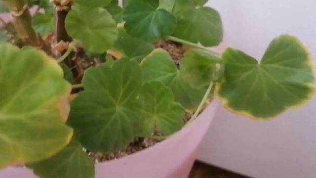 пеларгония всегда зелёная и мощная смотреть онлайн