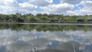Толстолобики клюют дуплетом. Две снасти на толстолоба и ловля карпа