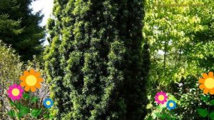 Тис ягодный Фастигиата. Краткий обзор, описание характеристик taxus baccata Fastigiata