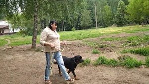 Дрессировка собак -ротвейлер 1 год.Дрессировщик Альбина