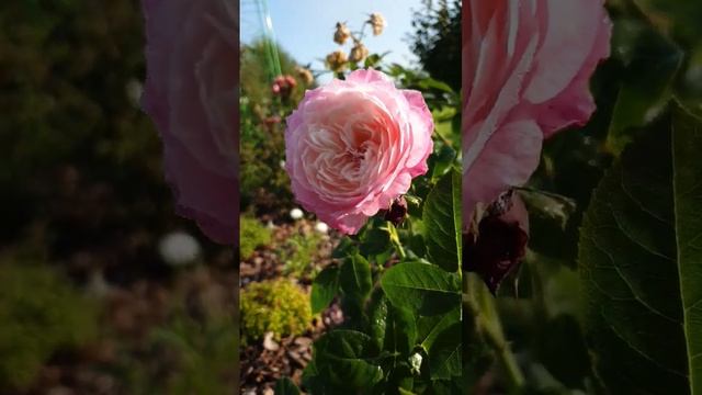 Роза Constance #розы #бодровцветовод #englishroses #davidaustinroses