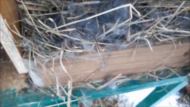 Строкачи. НПВ. Крольчата строкача. Осмотр гнезд 1 неделя