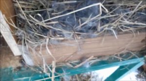 Строкачи. НПВ. Крольчата строкача. Осмотр гнезд 1 неделя