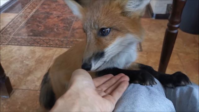 Я знаю, на кого похожа лисичка Фокси