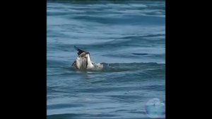 Хищные птицы, Орлы