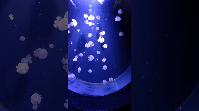 Trip to Barcelona - Aquarium II