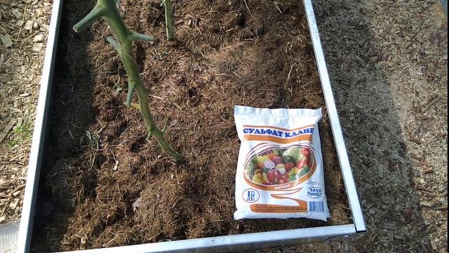 Томаты сладкие как мёд. Подкормка в июле. смотреть онлайн