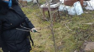 Не обрезайте вишню,не посмотрев это видео! Особенности обрезки вишни .