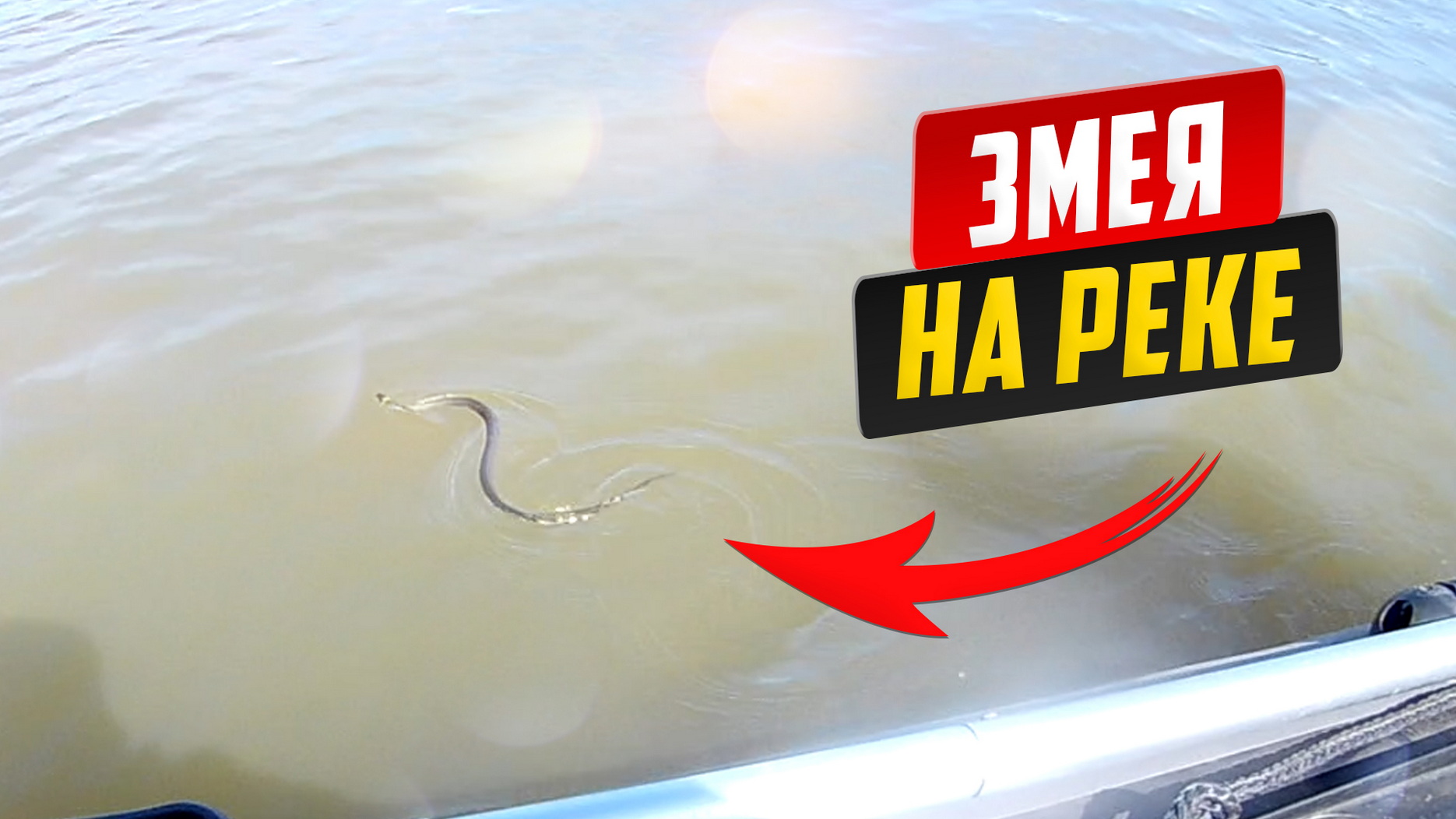 Змея переплывает реку смотреть онлайн