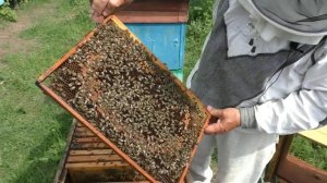 В каком случае ставим надставку на дадановский улей?