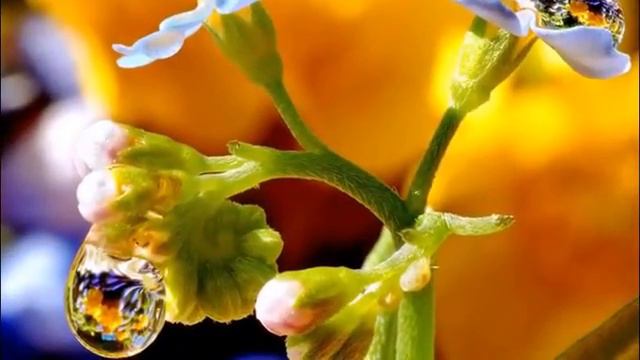 Капли росы (Drops of dew) смотреть онлайн